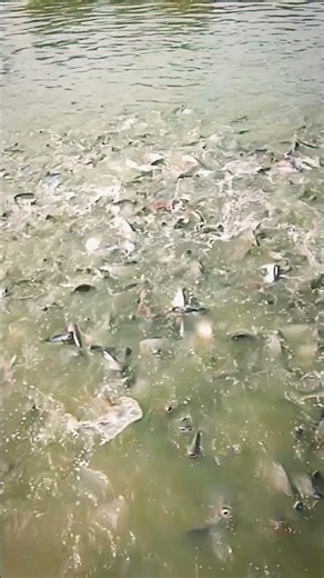 3 Mahine Me 500 Gram Pangasius 😳 | Fish Farming