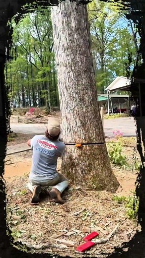 Professional loggers felled large trees near houses