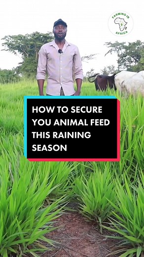 Plant Your Own Feed: Secure Livestock Nutrition in Rainy Season
