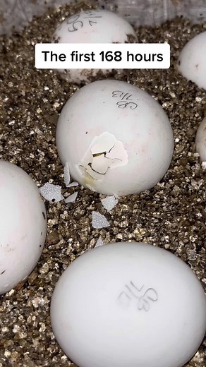 The First 168 Hours: Baby Tortoise Hatching Process Explained