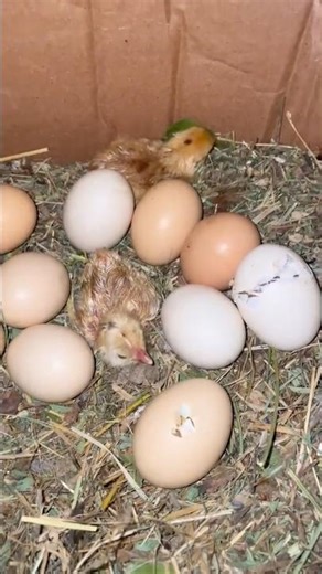 Baby Chicks Hatching From Eggs Amazing Hatch Moment #hatching #hatchingchicks #shorts #trending