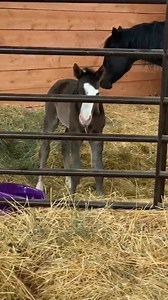 201K views · 867 shares | ***TWO*** New foal alerts!*** FIRST UP: A Bay or Black (possible Roan) Splash colt by GANGSTER out of PEBBLES! Right eye BLUE. He would not hold still for pictures  Comes with a VERY RARE extra long straw whisker too. 2 hours old and on the move! https://www.allbreedpedigree.com/pebbles+foal+20 Diane Carson Mesmer | Snowy Mountain Performance Horses | Facebook