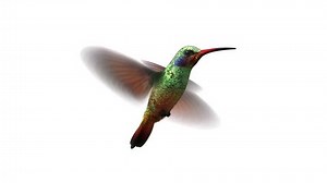 Humming Bird Looped 3d Animation Alpha-matte Stock Footage Video (100% Royalty-free) 5562029 | Shutterstock