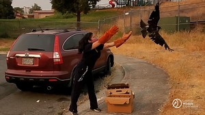 SWAINSON’S HAWKS RETURN TO THE WILD: Lead Wildlife Veterinarian Dr. Krystal Woo recently returned two Swainson’s Hawk patients to the wild. Patient 3400 came to our hospital from Brentwood, where it was found hiding in a bush with a right wing injury. Dr. Woo surgically repaired the wing and the bird was monitored until it was ready to go back to the wild. The second Swainon’s Hawk patient was brought to our hospital in July after it was found on the side of a highway as a result of a possible c