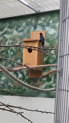 1.7K views · 47 reactions | Birds that snowbird? Yep! ☀️ When Idaho winter hits, our African birds head to their warm indoor home, the African Bird Room! With several connected spaces, they can explore, stretch their wings, and enjoy the cozy temps all season long. #TidbitTuesday #IdahoFallsZoo #AfricanBirds #ZooLife #WildlifeEducation #WinterAtTheZoo | Idaho Falls Zoo | Facebook
