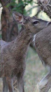 Deer #deer #wildlife #nature