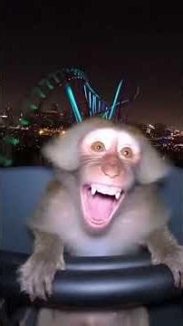 The Ultimate Monkey Core Experience 🍌#shorts #viralshorts #monkeycore #monkey #funnyanimals