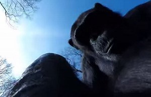Watch a Chimpanzee Take Out a Drone