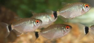 Red eye tetra - Alchetron, The Free Social Encyclopedia