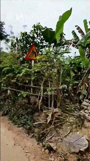 Stilt Houses in Lac Village - Mai Chau Valley - Hoa Binh Province - Vietname 2024