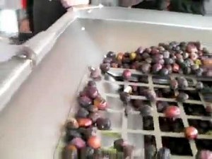 Μικρό διφασικό ελαιοτριβείο και αποφυλλωτής ελιάς TEM