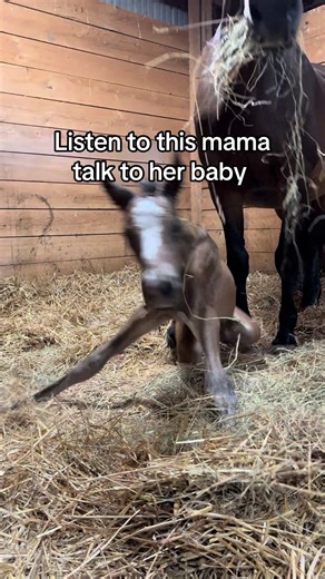 Vocal Mama Horse Communicates with New Foal