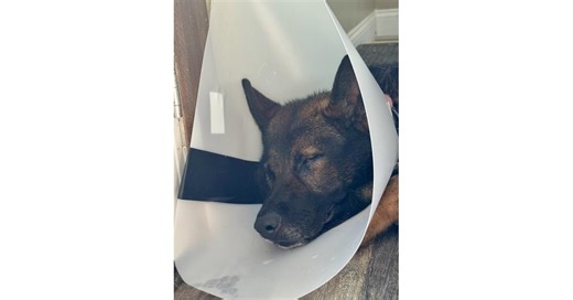 Town of Seekonk Targeting K9 PTSD Research Center in Ongoing Pattern of Retaliation and Abuse