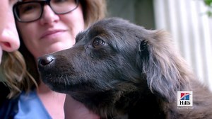 We invite you to take part in the largest single-day adoption event in the country this August 18th when Hill’s teams up with NBC and Telemundo stations. Our goal is 80,000 pet adoptions – one just might be your new best friend! #HillsTransformingLives #ClearTheShelters | Humane Society of Delaware County