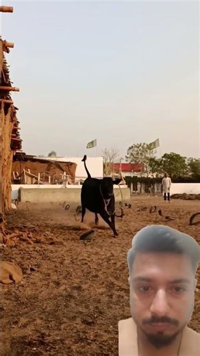 Micro mini cow #cattleworld #bull #strongbull