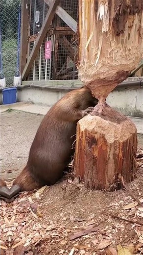 This Tiny Animal Can Cut Down Trees Faster Than You Think! #Shorts