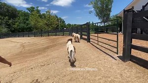 94K views · 749 shares | The trifecta of baby runs  with a little kick out from the Marvelous Miss M, making sure those boys know they can’t steal her thunder  | R&R Ranch Minis | Facebook