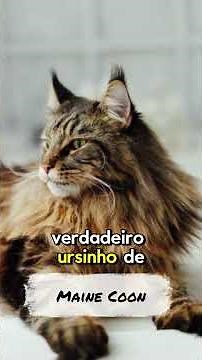 The Most Affectionate Cat Breeds!