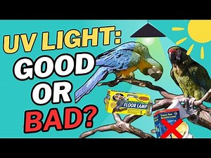 The Truth About UV Light for Parrots: Sunlight, Bulbs, and Bird Health | MUST KNOW