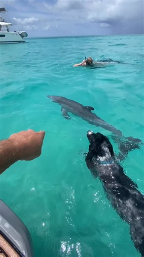 Turks & Caicos | Watersports 🏄‍♂️🏝🐬 on Instagram: "🐶🐬 Best friends playing a little game of tag!"