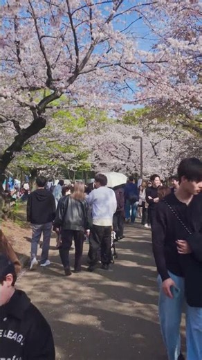 🌸 Spring in Yoyogi Park, Tokyo during sakura season 🇯🇵