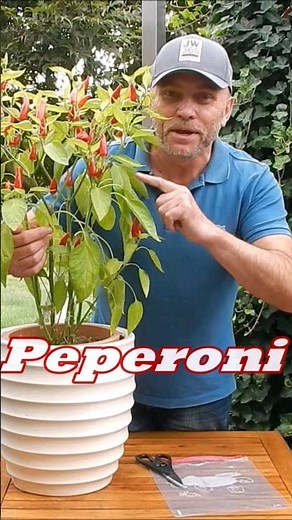 Peperoni, Chili - einfrieren #shorts