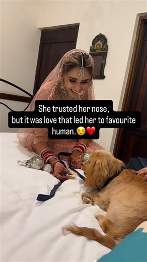 Chloe Bedi on Instagram: "Chloe finding her favourite human that day wasn’t coincidence. It was love, memory, and instinct all working together. That moment of excitement (even the uncontrollable pee 😄) is classic proof of how powerful that bond is. If they love you enough, they’ll find you… from anywhere. (Unconditional love, dog love, sixth sense, American cocker spaniel puppy, dog lovers, dogs emotional moment, pet lovers)"