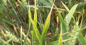 Wheat School: Leaf tips burn as variety, stress and fungicides collide