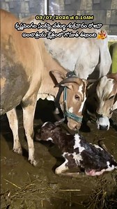 A Cow Gave Birth at Ambathraya Kshetram on Krishna Pingala Sankashti Chaturthi Friday 07/03/2026