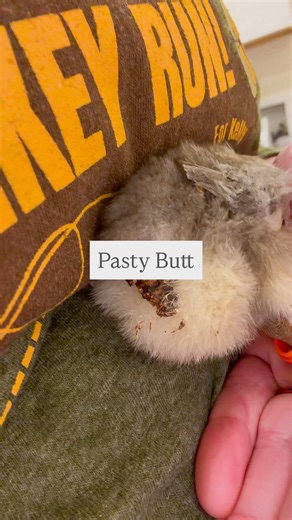 You HAVE to watch your baby chicks to see if they get this. . Pasty butt . It’s basically poop buildup by the chicks vent and can cause death in your chick . How to treat: -Soak the baby chicks in some warm water to loosen the poop up. -then GENTLY work the poop off so that it’s vent is all nice and clean - then monitor the chick . Pretty simple right? . Do you have any questions about pasty butt? . #chickhealth #chickenhealth #ilovemychickens #babychicks #chickenlover