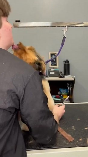 3.9K views · 254 reactions | Amazing progress #dog #grooming #adorable | Dogs by Logan | Facebook