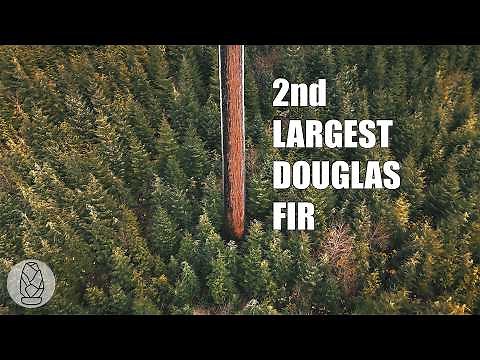 Visiting the Most Famous Tree in Canada: Big Lonely Doug