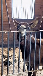 1.4M views · 111 reactions | These donkeys understood the comedy assignment  #PawsitivelyZany #FunnyDonkeys #FarmComedy #AnimalHumor #LOLpets #PetsofTikTok #FurryFriends #DailyLaughs #ShareTheSmiles | PawsitivelyZany | Facebook