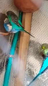Australian parrot mating #shortvideo #viral #trending #bird #viral | Gaby