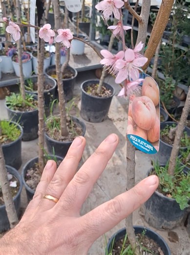 FIORI ROSA FIORI DI PESCO!!!! #VIVAIOMEOLI #voliamoneixte✈🦁🔝💯💥💣 #fiorirosafioridipesco❤️ #prezzo💣 #luciobattisti