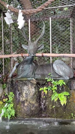 Why Does Water Flow From This Sacred Deer? 🦌⛩️ | Hiraoka Shrine