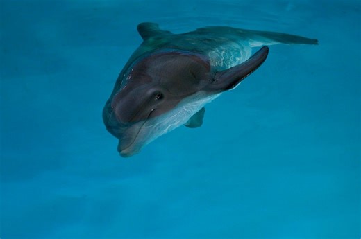 Dolphin Tale (2011) | Videos - Trailer | ČSFD.cz