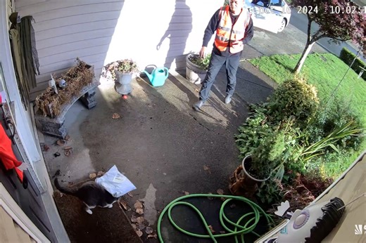 Company investigating after B.C. delivery driver threw package at cat's face