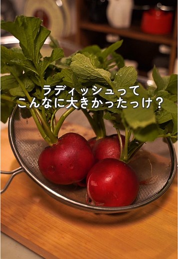 旬のラディッシュを使った甘酢漬けレシピ
