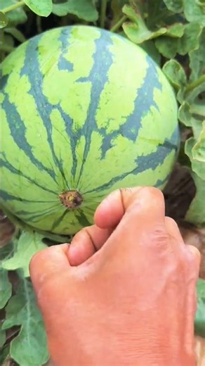 New Trending | 🔥 Can You Revenge | #watermelon #power #revenge #reaction #kerala #winner