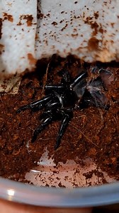 Unboxing a subadult Pikachu crab spider #unboxing #animals #pets #Pikachu #crabspider #spiders | Spider Facts