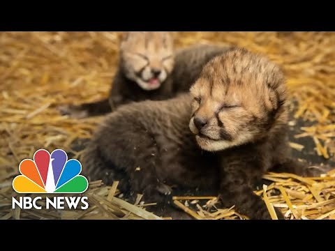 Two Cheetah Cubs Born By IVF For First Time | NBC Nightly News