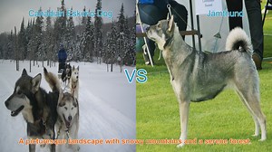 Comparing Canadian Eskimo Dogs and Jämthunds: A Comprehensive Guide