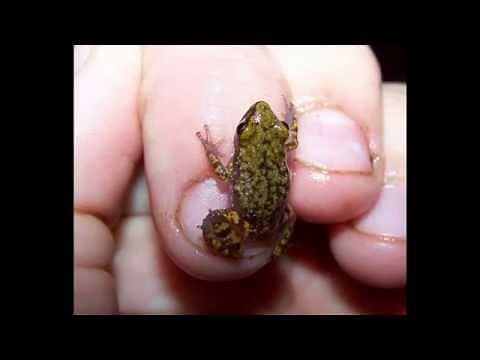 Cliff Chirping Frog Eleutherodactylus (Syrrhophus) marnockii Up Close
