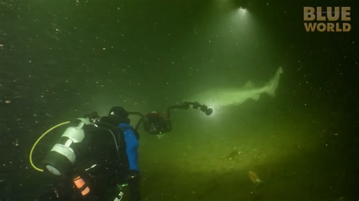 We were looking for an octopus - then a shark appeared from the dark