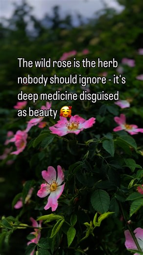 Wild rose (Rosa canina) isn’t just something pretty tangled in the hedgerows – it’s real, living medicine 😍 The petals have long been used to soothe grief and calm the nervous system. The scarlet hips, bursting with vitamin C, are a powerhouse for immunity and recovery after illness. Even the thorns carry their own lesson: beauty and boundaries belong together. This is why wild rose has been cherished for centuries as both food and medicine. Teas, syrups, vinegars, tinctures – every part of the