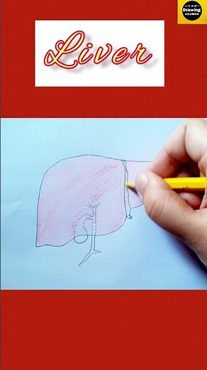 How to draw "Liver" diagram step by step for beginners|| ‪@TheDrawingAcumen‬ ​