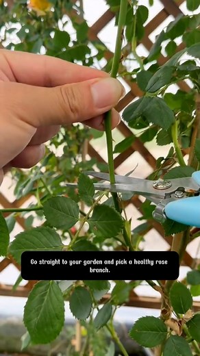 13K views · 49 reactions | Plant Root Booster Liquid Do you believe this red liquid can create miracles | The Crafted Garden | Facebook