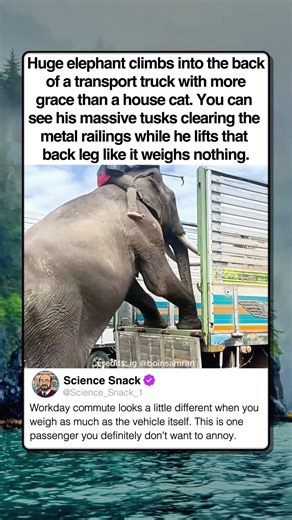 GIANT ELEPHANT HOPS INTO TRUCK