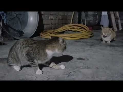 Cats are verbal fighting 💪 🐈‍⬛viral video